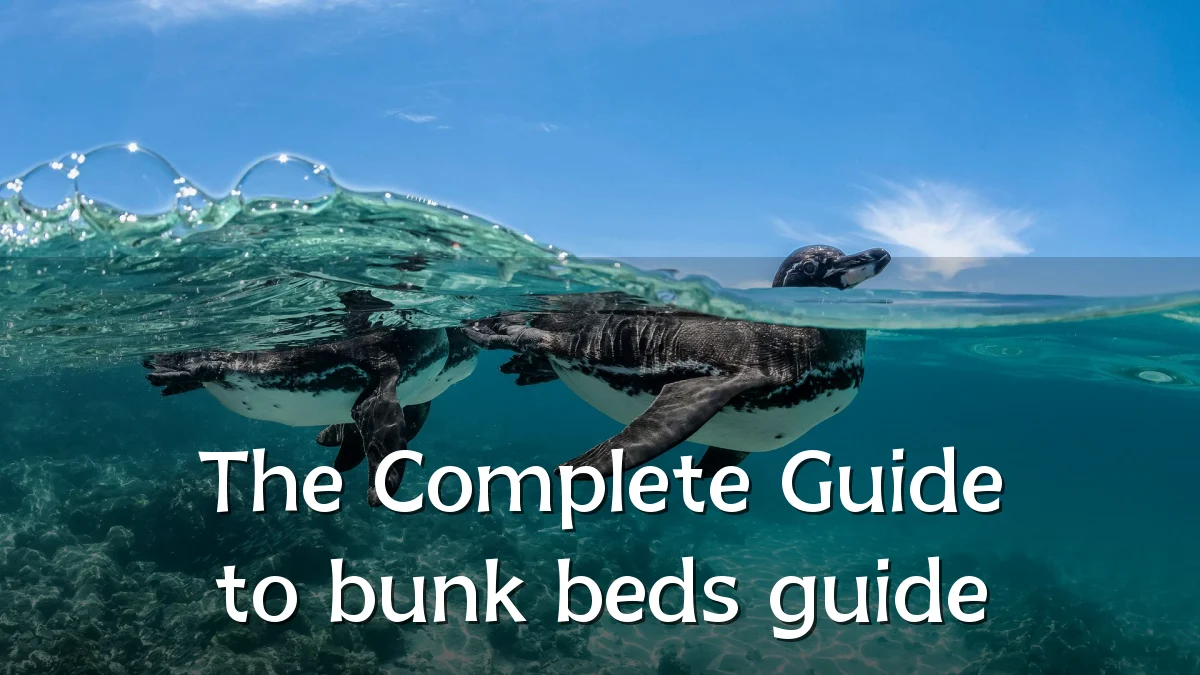 The Complete Guide to bunk beds guide