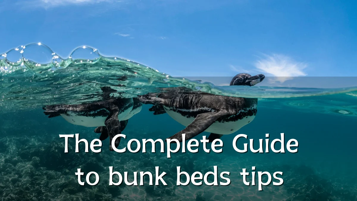 The Complete Guide to bunk beds tips