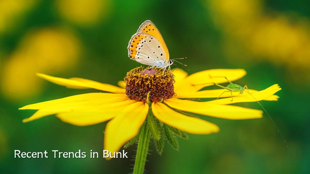 Recent Trends in Bunk